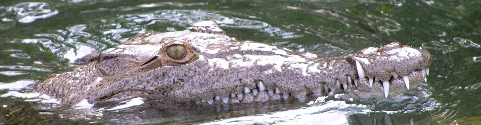 Ausflugsziel Black River Krokodilsafari