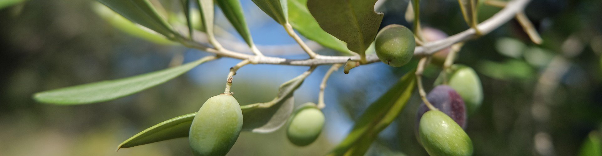 Ausflugsziel Cretan Olive Oil Farm