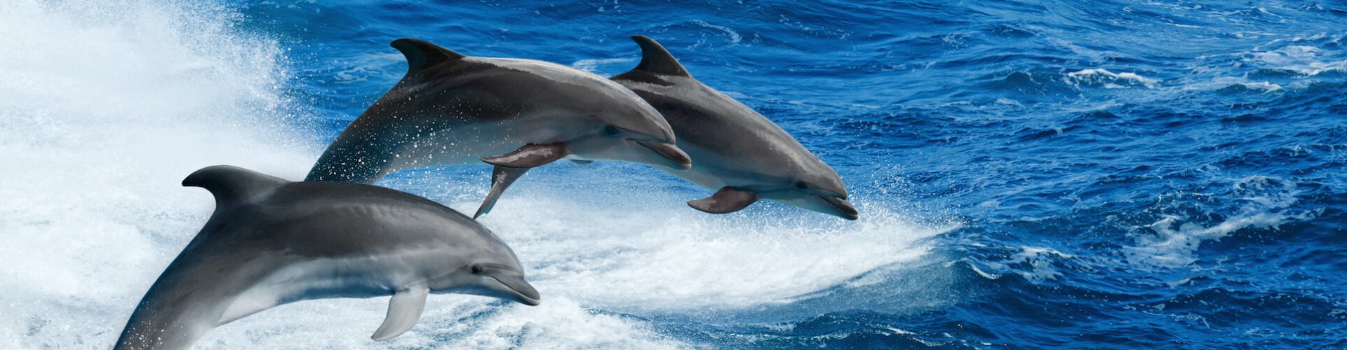 Ausflugsziel Bootsfahrt zu den Delfinbänken