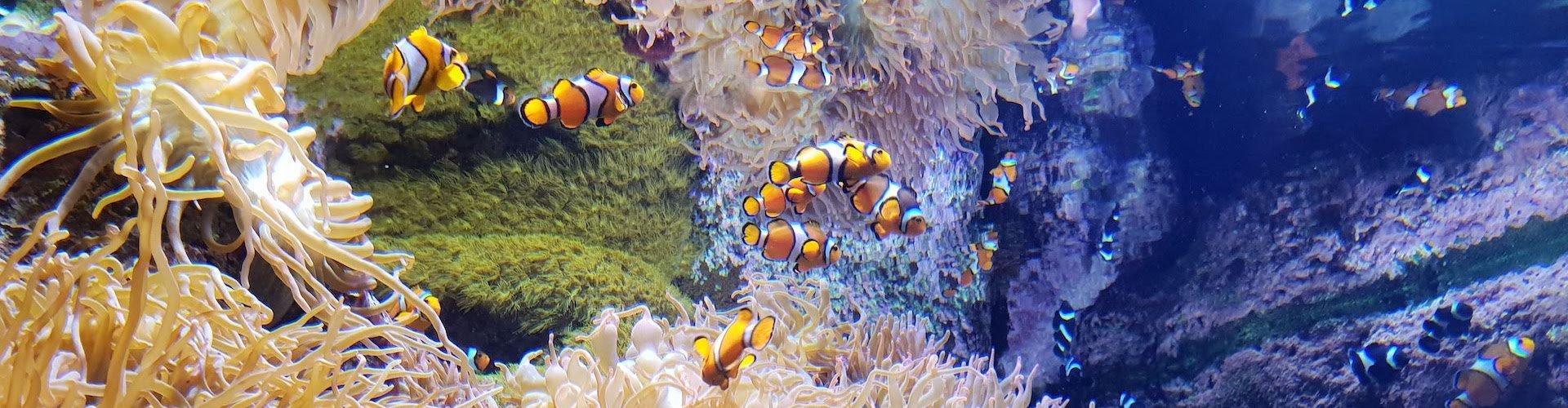 Ausflugsziel Poema del Mar Aquarium