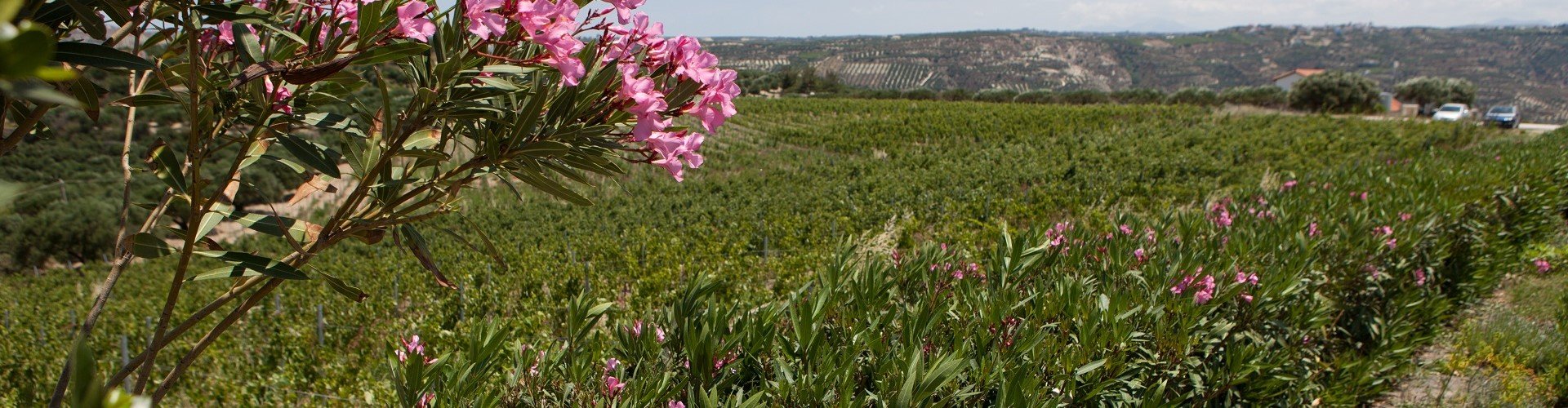 Ausflugsziel Votania - Pure Herbs of Crete Farm